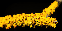 Die Gewöhnliche Gelbflechte (Xanthoria parietina) genauer angeschaut :))  A closer look at the common yellow lichen (Xanthoria parietina) :))  Regardons de plus près le lichen jaune commun (Xanthoria parietina) :))