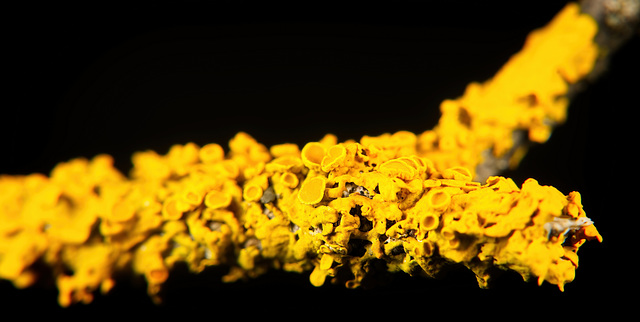 Die Gewöhnliche Gelbflechte (Xanthoria parietina) genauer angeschaut :))  A closer look at the common yellow lichen (Xanthoria parietina) :))  Regardons de plus près le lichen jaune commun (Xanthoria 