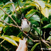 35 Pycnonotus jocosus (Red-whiskered Bulbul)