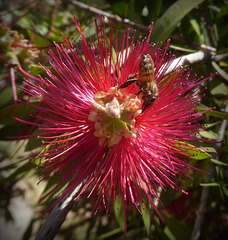 I fiori del Callistemon attirano le api