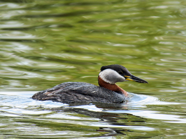 Red-necked Grebe / Podiceps grisegena