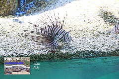 Hastings Aquarium  19 12 2022  Lion fish