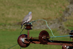 electric pigeon