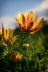 Adonis vernalis