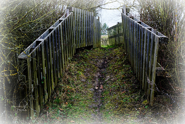 Heckenpassage - Passage through a thorn hedge - HFF