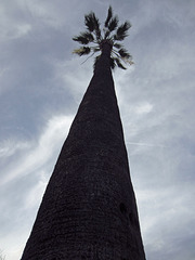 Oldest Palm Tree In Los Angeles (2675)