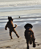 our doggies at the beach