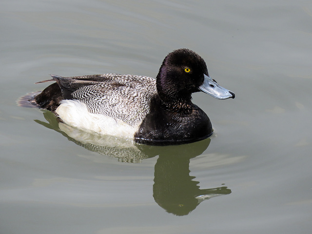 Lesser Scaup male / Aythya affinis