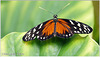 Hecalé (Heliconius hecale)