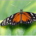 Hecalé (Heliconius hecale)