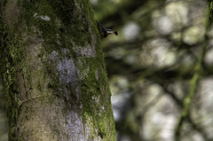 Nuthatch gathering nesting material