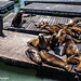 Seals' "Bark-off", Pier 39, San Francisco Bay 002-2