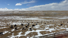 Zugfahrt über das tibetische Hochplateau