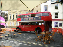 Oxford Rose bar