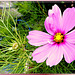 Two generations Cosmea... ©UdoSm