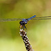 Dragonfly.  6065999