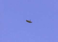 Sparrowhawk male