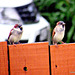 Two Male Sparrows.
