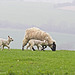 Spring Lambs with Mother