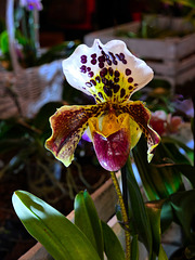 Orchidea sabotek