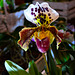 Orchidea sabotek