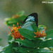 40a Pareronia ceylanica naraka (Andaman Dark Wanderer)