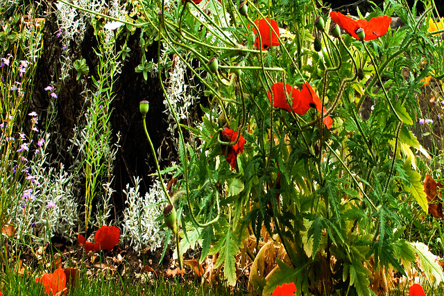 Poppies in a Garden