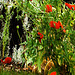 Poppies in a Garden