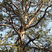 20190408 4564CPw [D~RN] Föhre (Pinus sylvestris), Wolzensee, Rathenow