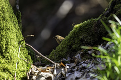 Wren on a moss covered log