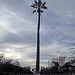 Oldest Palm Tree In Los Angeles (2676)