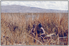 Dans les roseaux du lac Titicaca