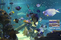 Hastings Aquarium  19 12 2022 Feeding time