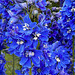 Bleu flowers.