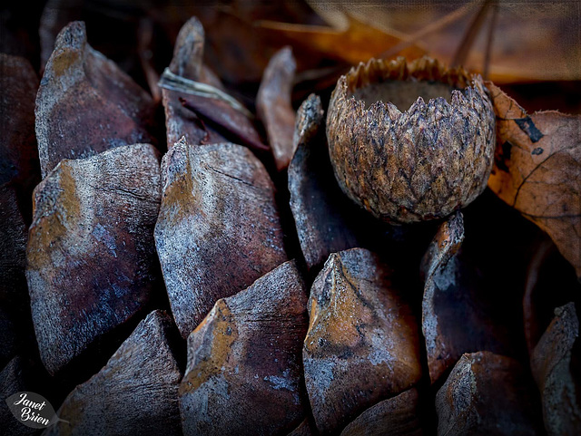 Pictures for Pam, Day 32: Macro Monday 2.0: Nature's Chrismon (+3 insets)