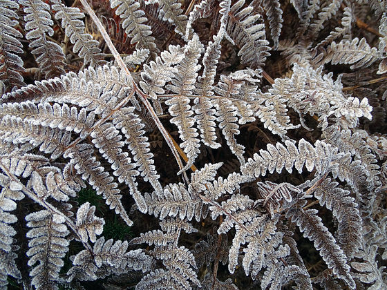 Frosty Ferns on The Cliffe