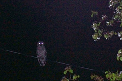 There's Been A Hoot Owl Howlin' By My Window Now