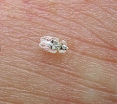 a Lace bug strayed on skin