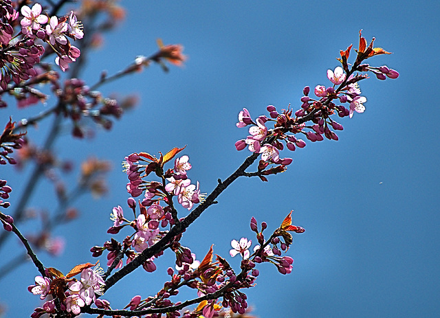 Blossom 2