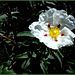 My only cistus shot this year. Bad timing on my part.