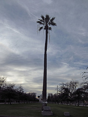 Oldest Palm Tree In Los Angeles (2677)