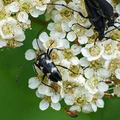 Longhorn Beetle and others