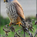 Falcon tinnunculus