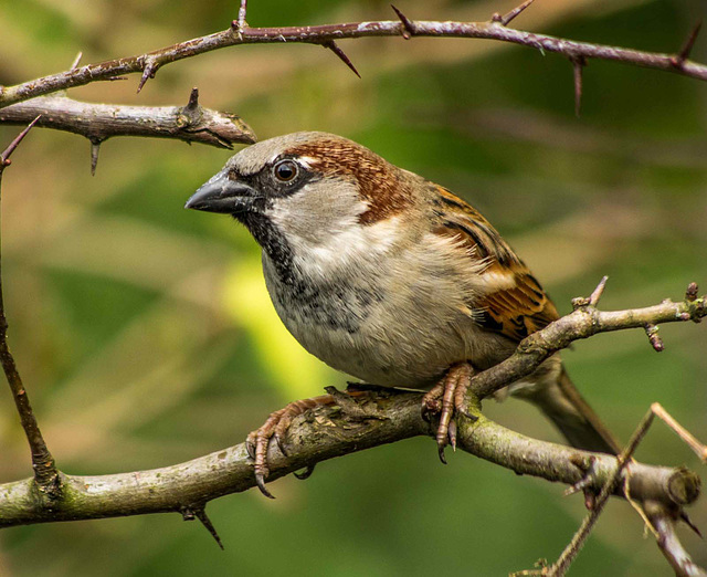 Sparrow. v4jpg