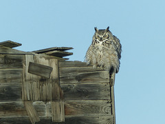 'Barn' Owl, alias Great Horned Owl