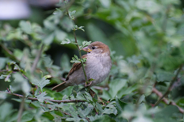 Sparrow.3jpg