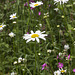 Beningbrough Hall - wild flower verge 1
