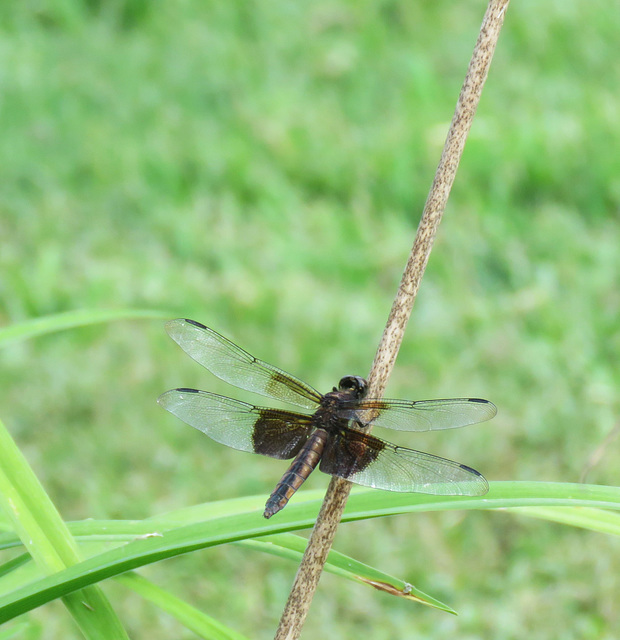 Dragonfly - Mosquito Hawk ..