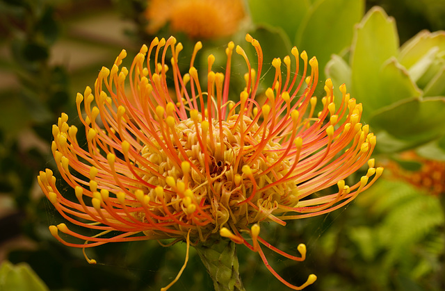 Madeira: Nadelkissen Protea