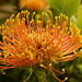 Madeira: Nadelkissen Protea